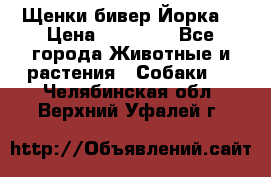 Щенки бивер Йорка  › Цена ­ 30 000 - Все города Животные и растения » Собаки   . Челябинская обл.,Верхний Уфалей г.